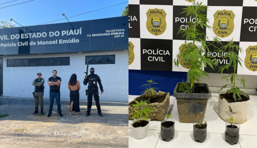 Mulher é presa por cultivar pés de maconha no Piauí